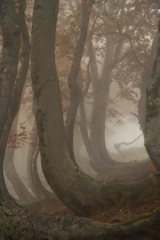 Marchegiani, Roberto: twisted beeches