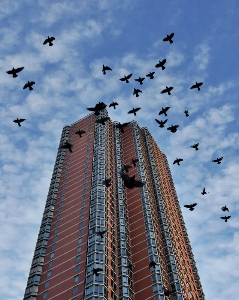 Orbach, Arnon: Vögel über Manhattan New York