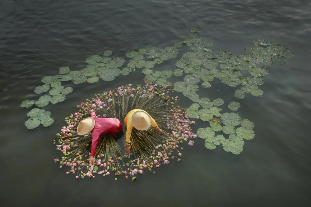 Herliyanto, Gatot: Récolte de lotus