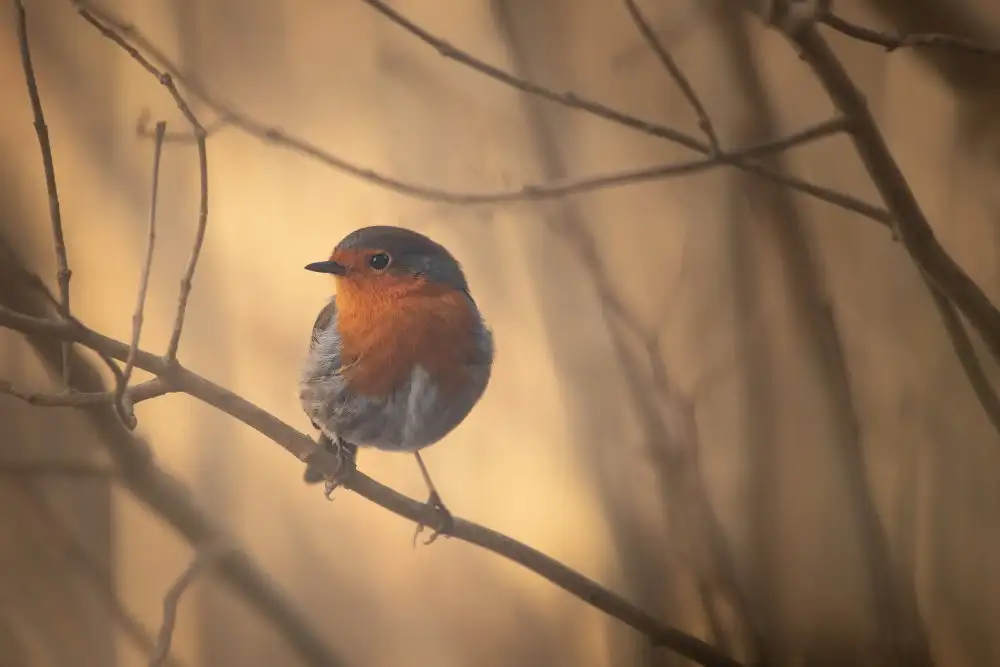 Dvorak, Petra: Robin