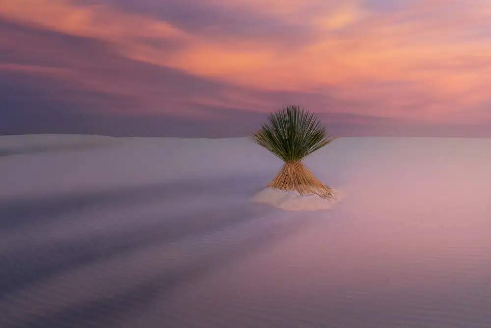Xu, Leah: Longly Tree v EPIC Sunrise