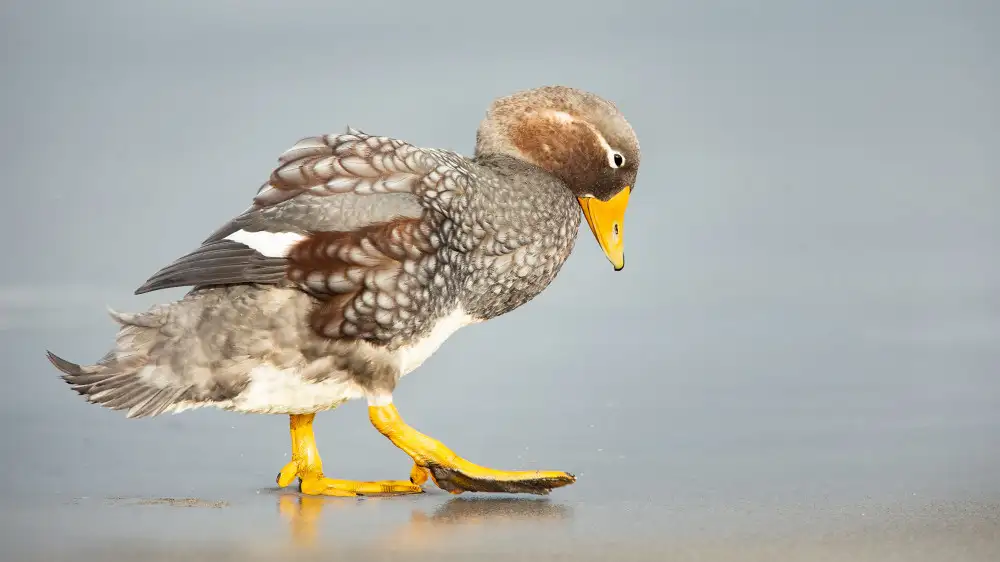 Raga, Gil Joan: Fliegende Dampfer-Ente