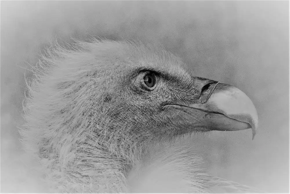 Andreescu, Cristian: Aquila calva
