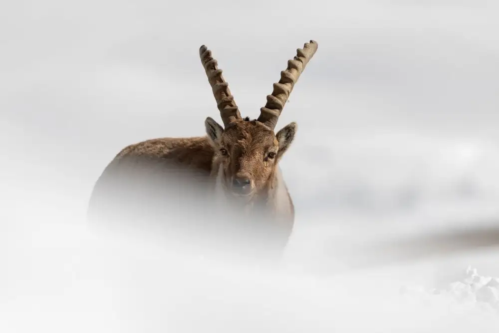 Bolla, Paolo: Alpensteinbock