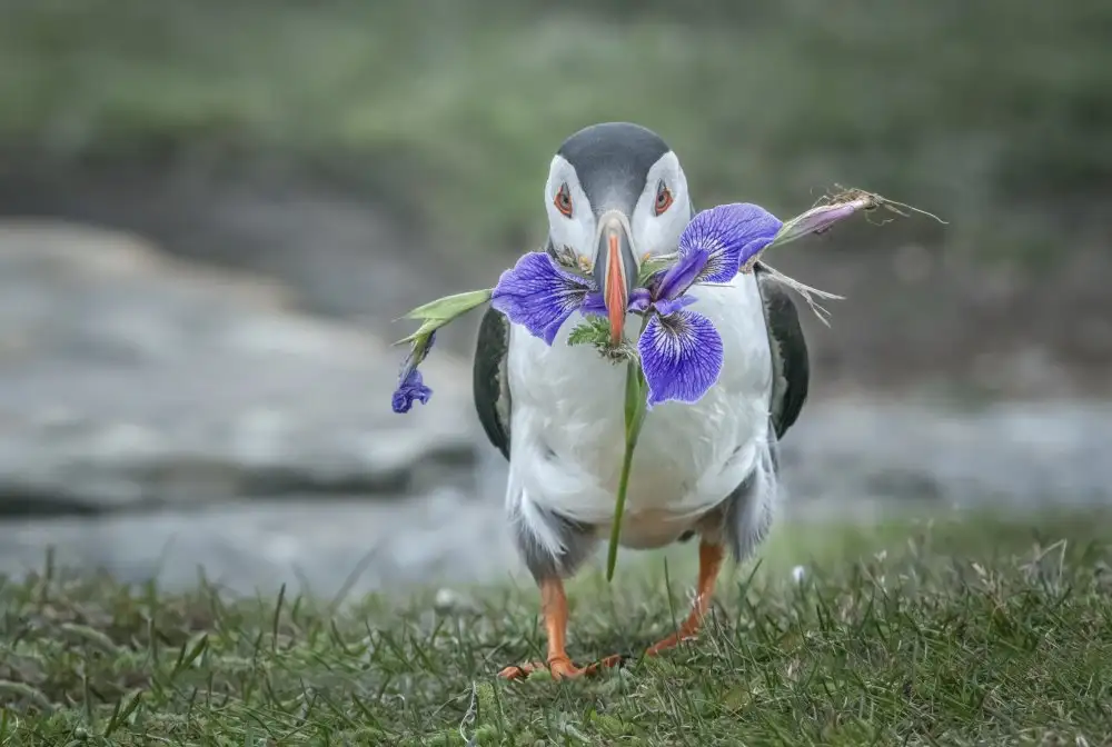 Deng, Larry: Valentýn
