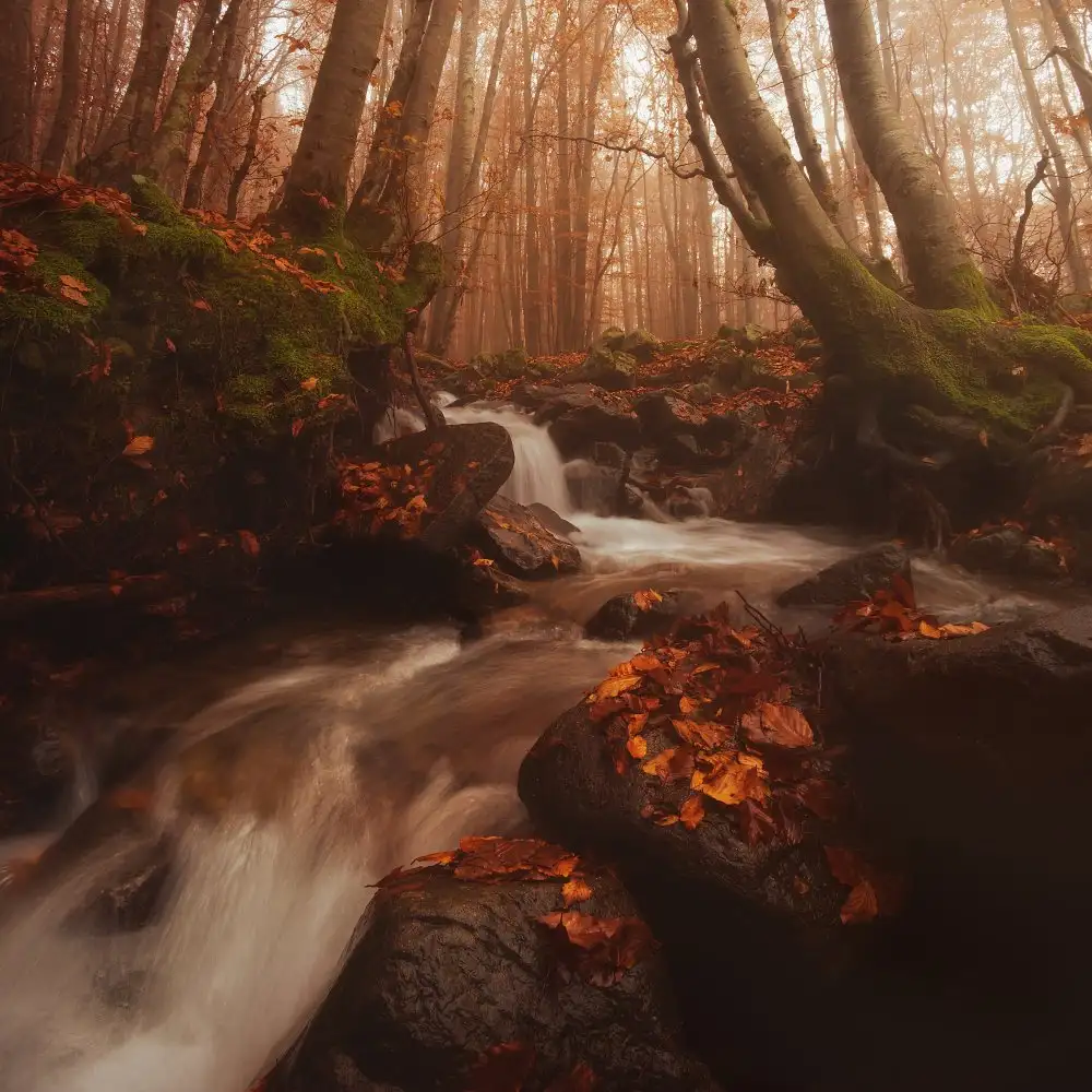 Lazzarotti, Paolo: CADUTA D'ACQUA IN AUTUNNO (Parte 2)