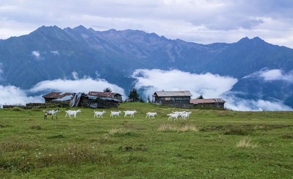 Nergiz, Murat: La vita sopra le nuvole