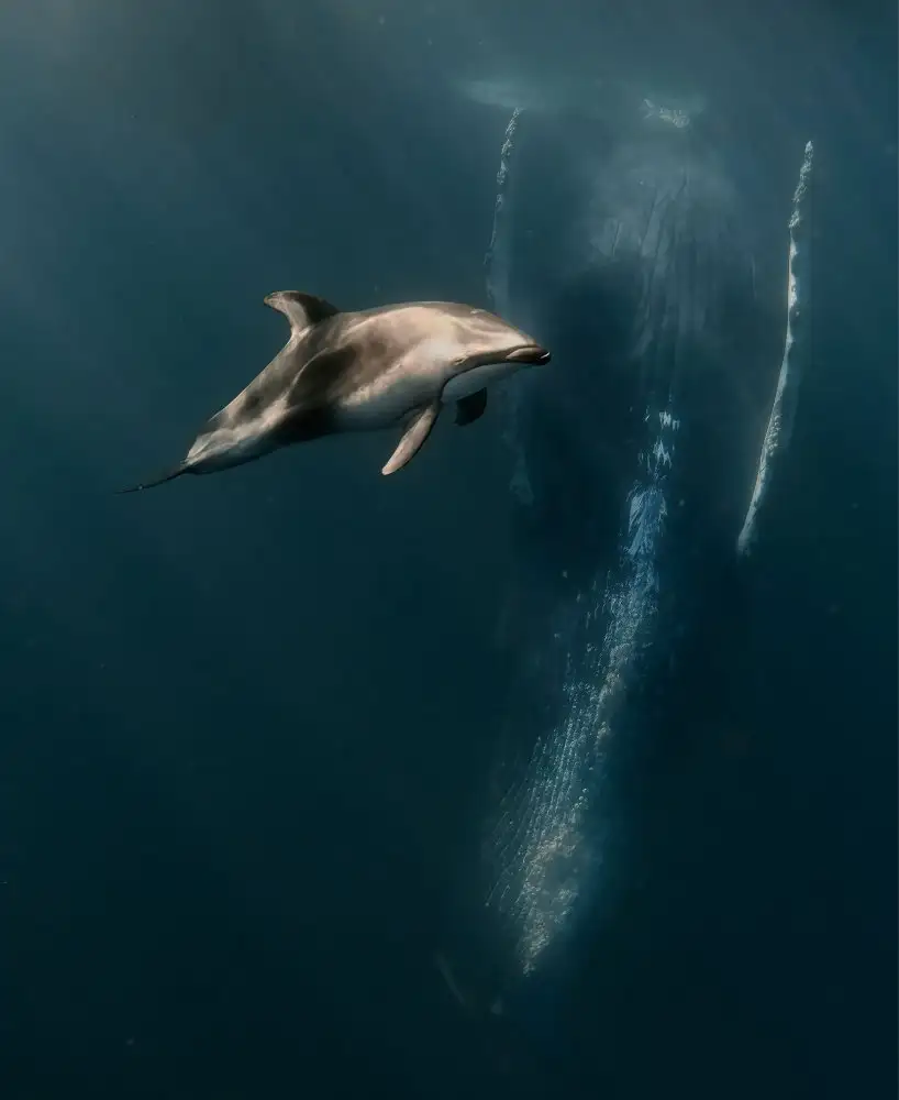 Lu, Jennifer: Quand les Dophins rencontrent les baleines...