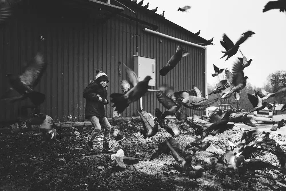 Ogazzi, Alex: El niño y los pájaros
