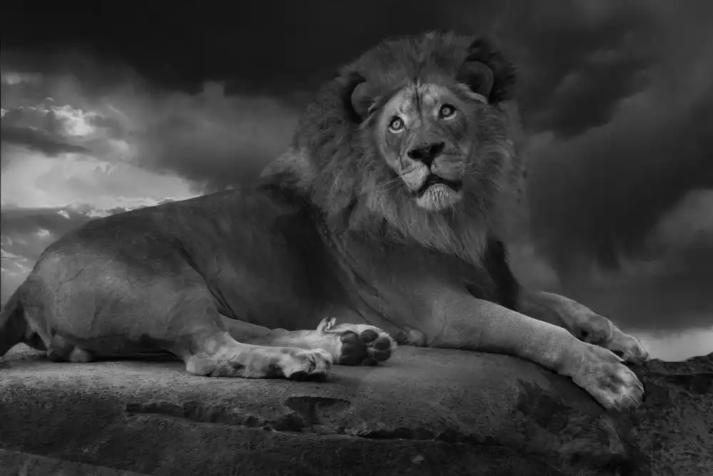 Wisniowska, Krystina: Il Re Leone