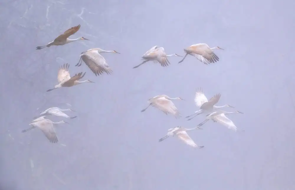 W, Deming: Grulla gris en la mañana brumosa