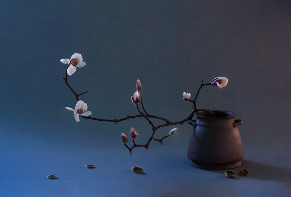Summer2016: Nature morte fleurs de magnolia