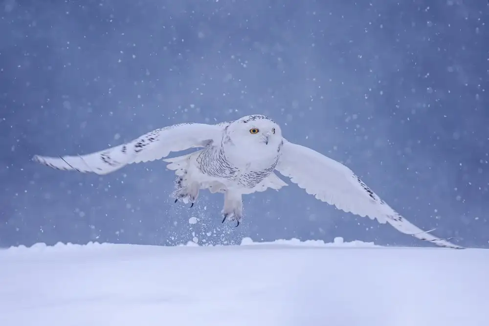 Wang, Max: Fliegen im Schnee