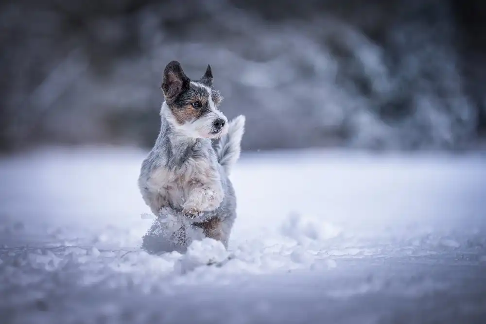 Heggemann, Christiane: mein kleiner Hund