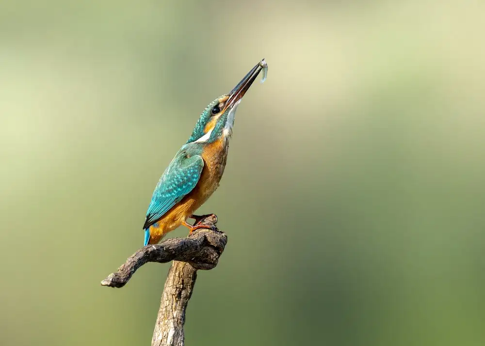 Amer, Eyal: Bellissimo martin pescatore