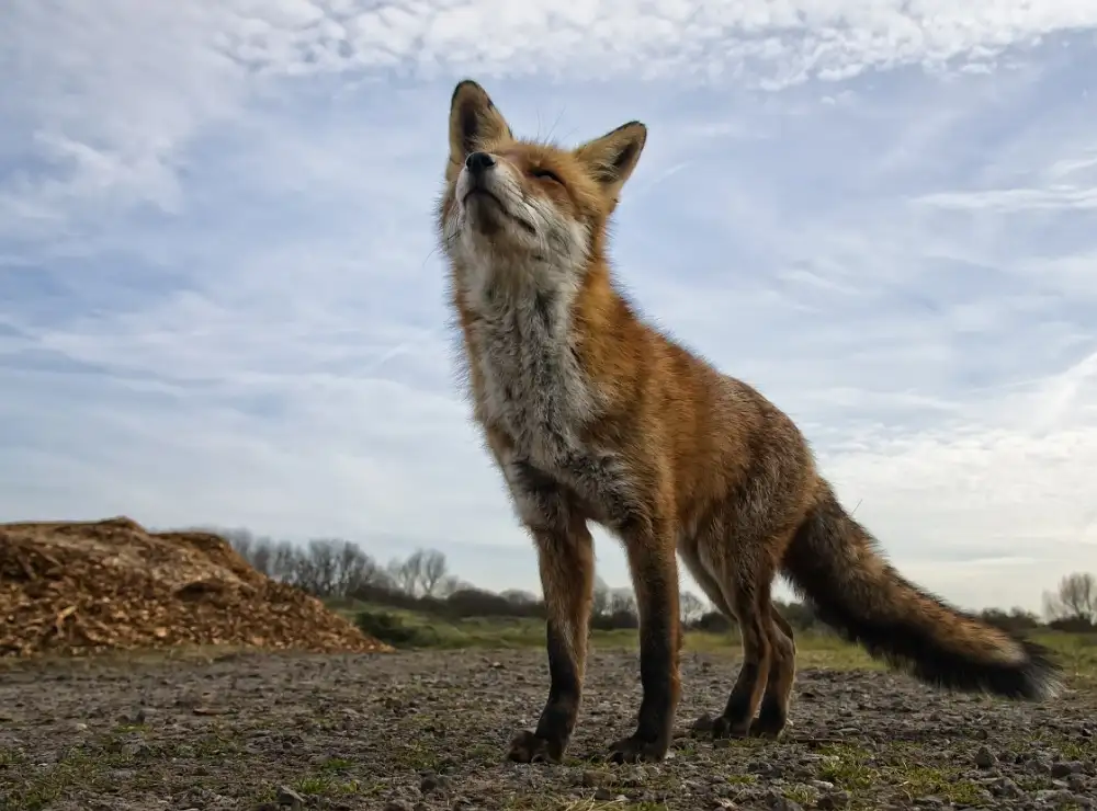 Bosch, den Gert: Der neugierige Fuchs