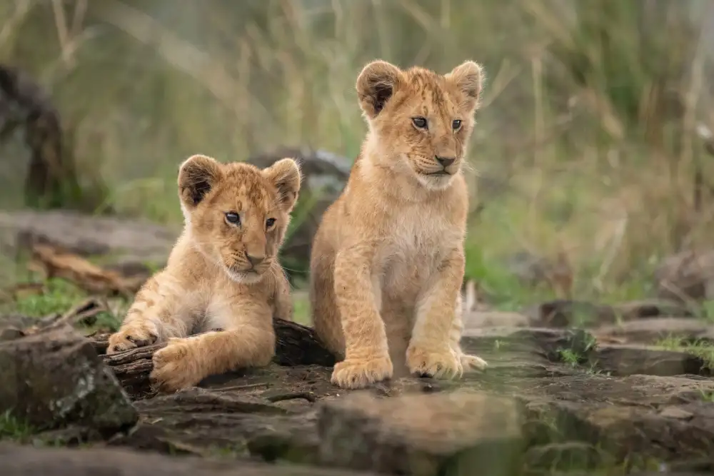 Daniel Katz: Little lion cubs, Animals, Photographs