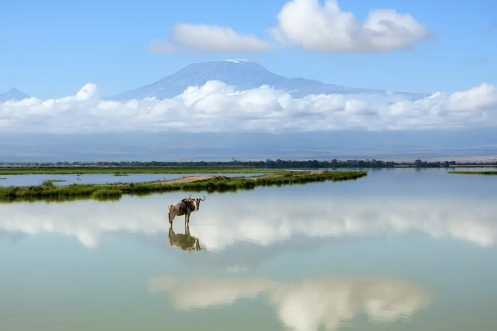 Guijt, Richard: Gnu con il Kilimangiaro