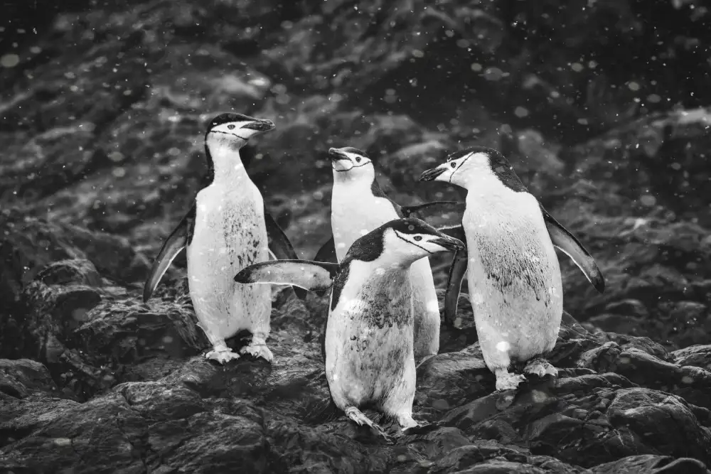 Wei, and Siyu: Pinguini felici nella neve pesante