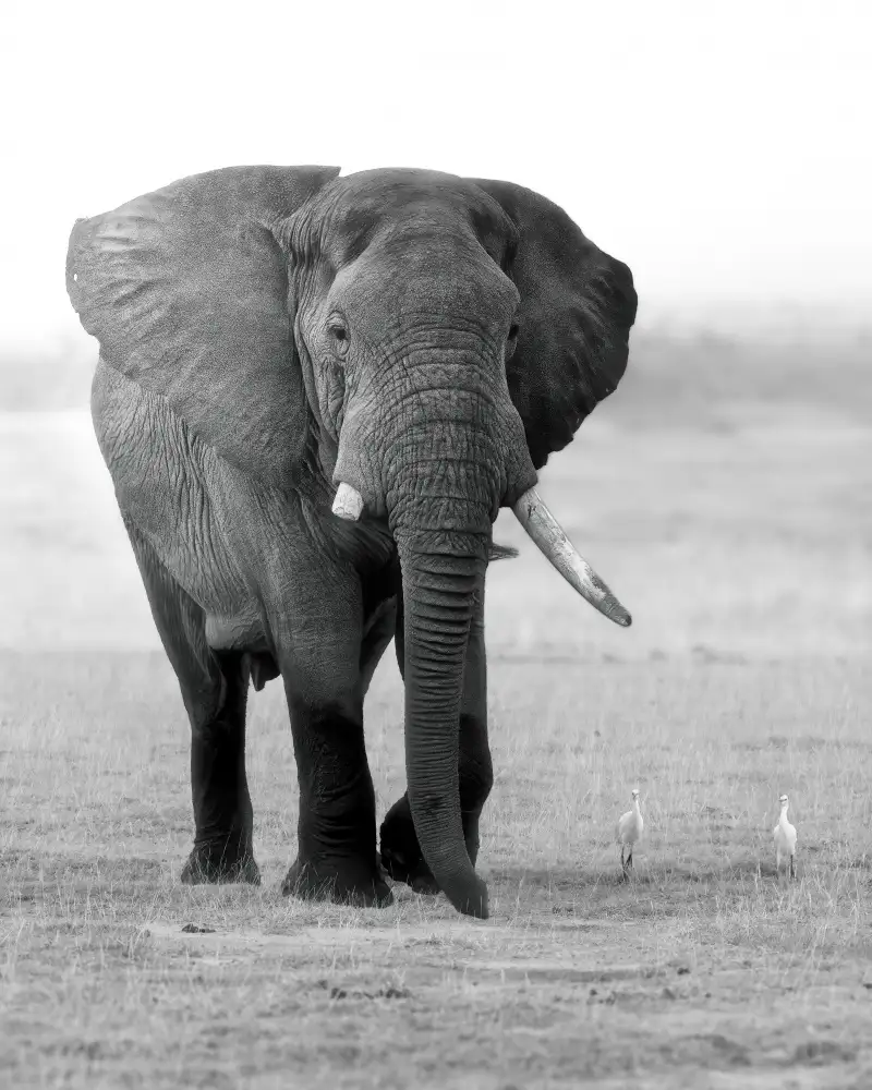 Wei, and Siyu: Un elefante con un dente rotto