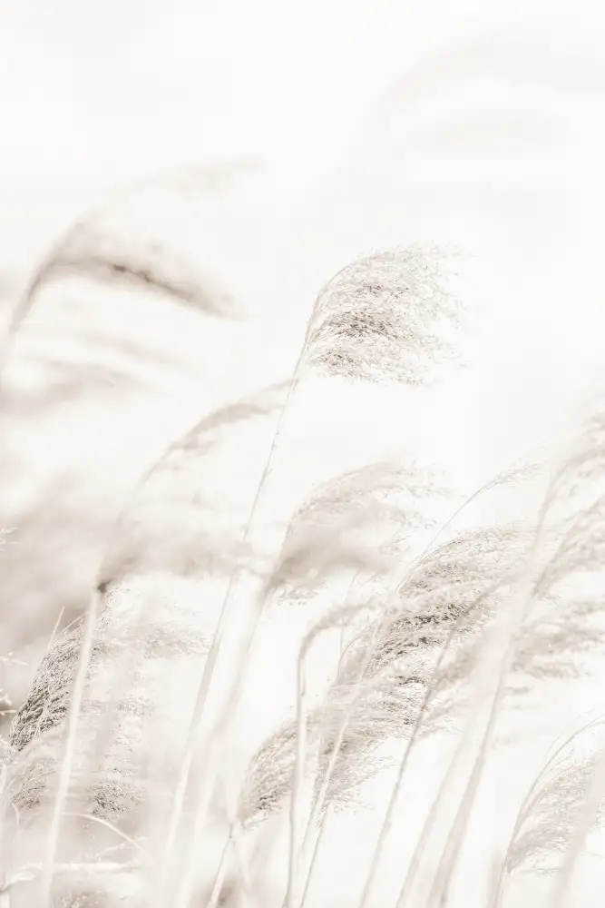 Studio, Pictufy: CANNA