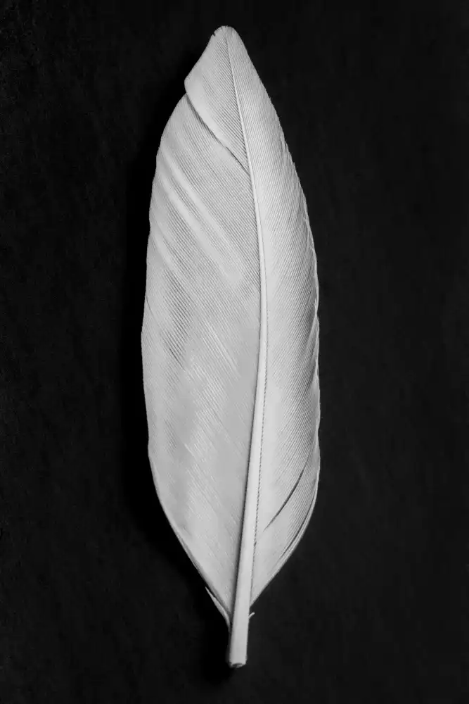Studio, Pictufy: pluma_008