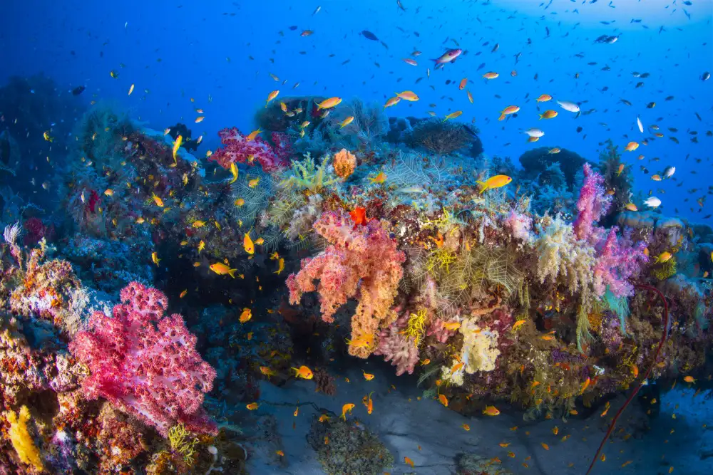 Gabriel, Barathieu: Barvy Soft Coral