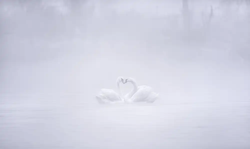 Zhang, Joan: Liebe am nebligen Morgen