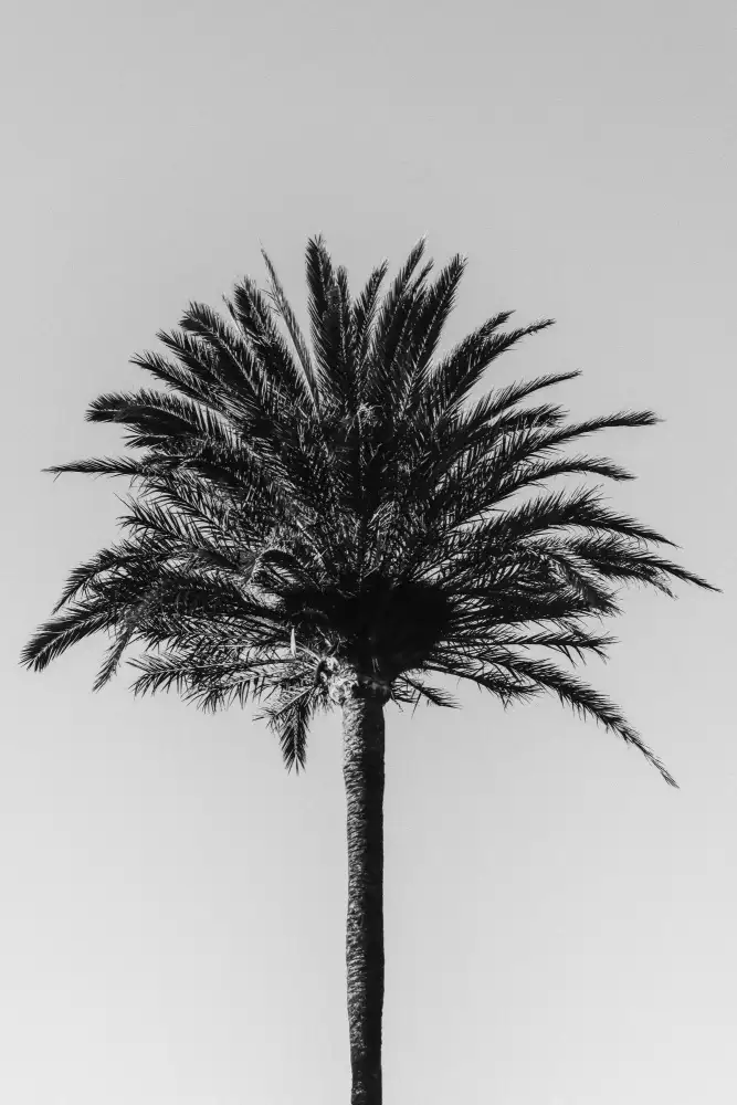 Studio, Pictufy: Palm_003