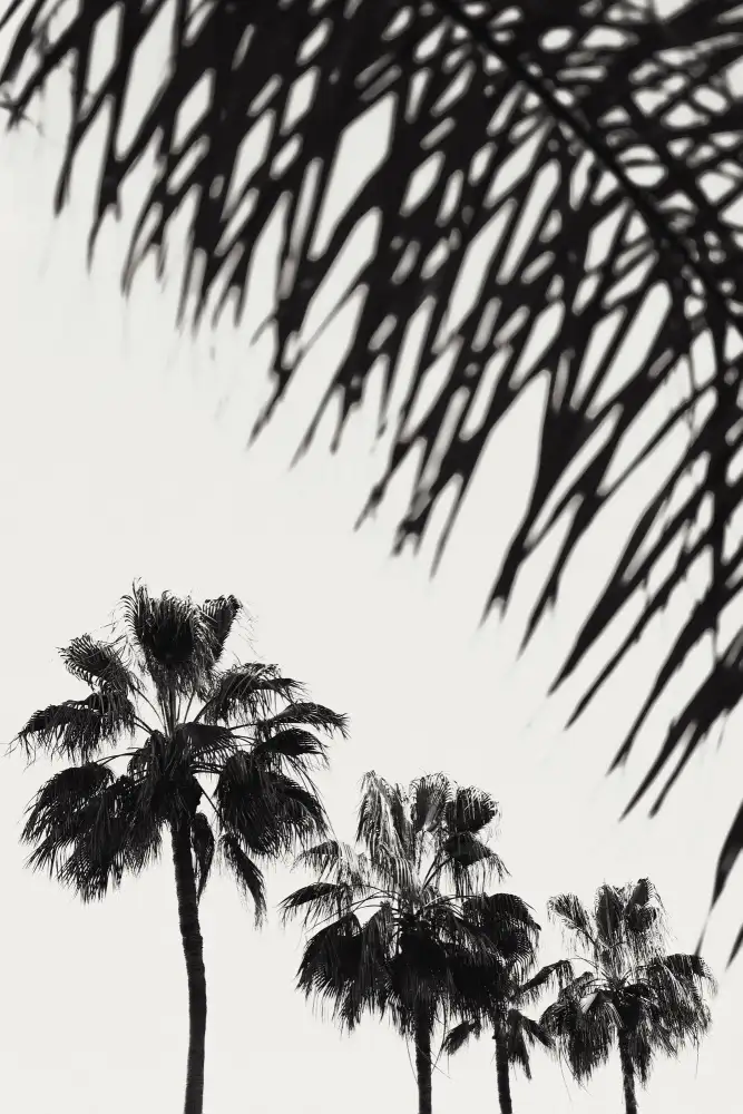Studio, Pictufy: Palma_006