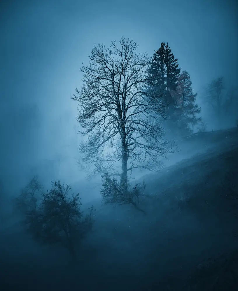 Krivec, Ales: Foresta mistica