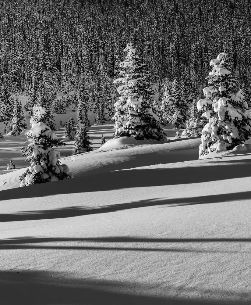 Tao, Liwen: Nessun nome