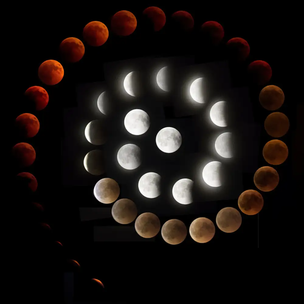 Lionse, Art: Eclissi di lumaca