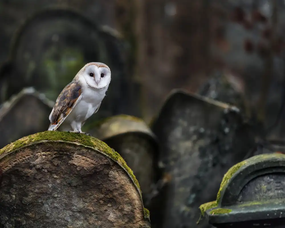 Firešová, Michaela: Eule auf dem Friedhof