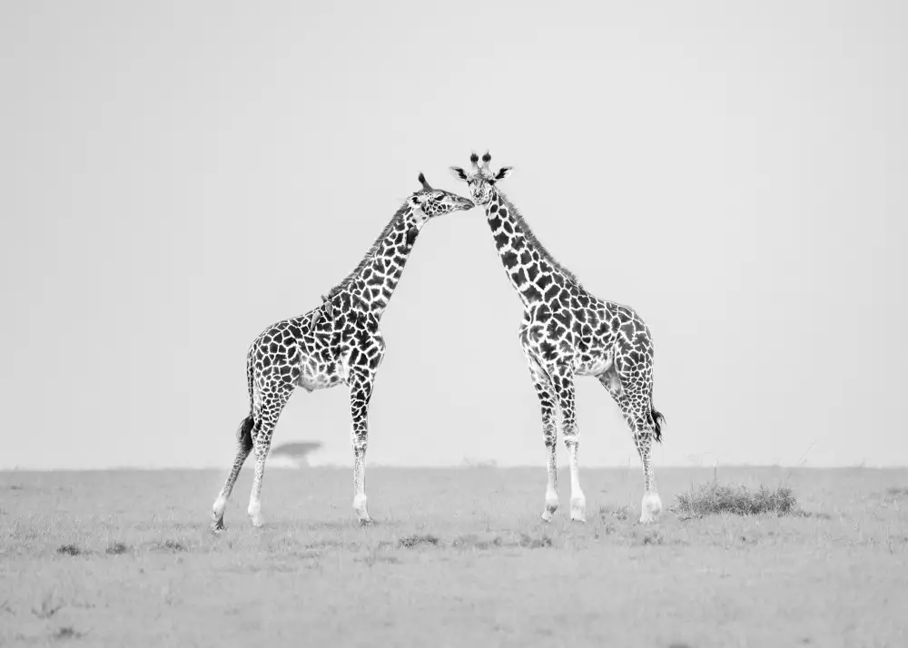 Jiao, Yang: Giraffen-Zuneigung