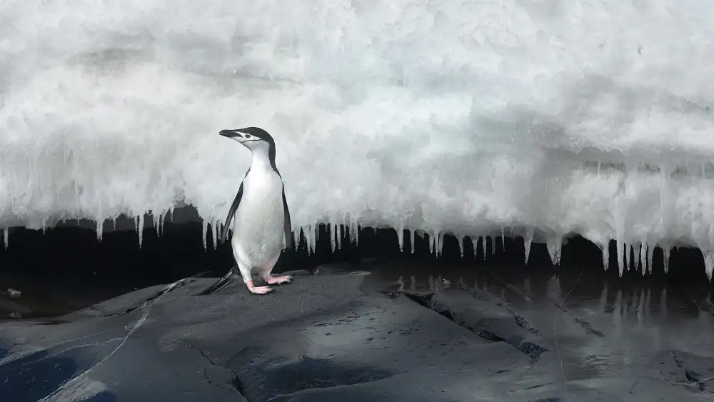 Raga, Gil Joan: Pingouin à Jugulaire