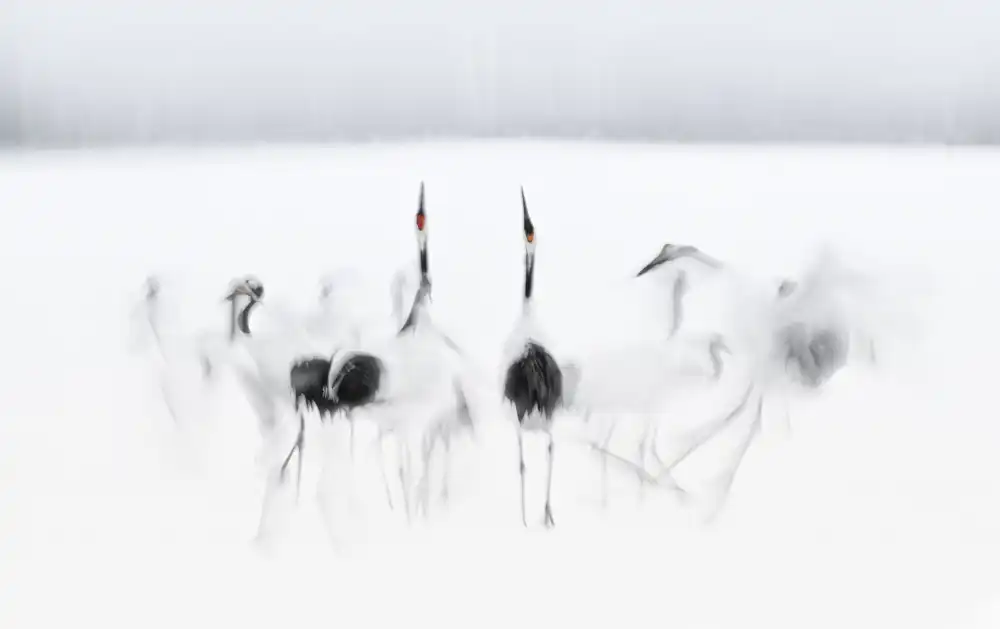 Deng, Larry: Balletto calligrafico