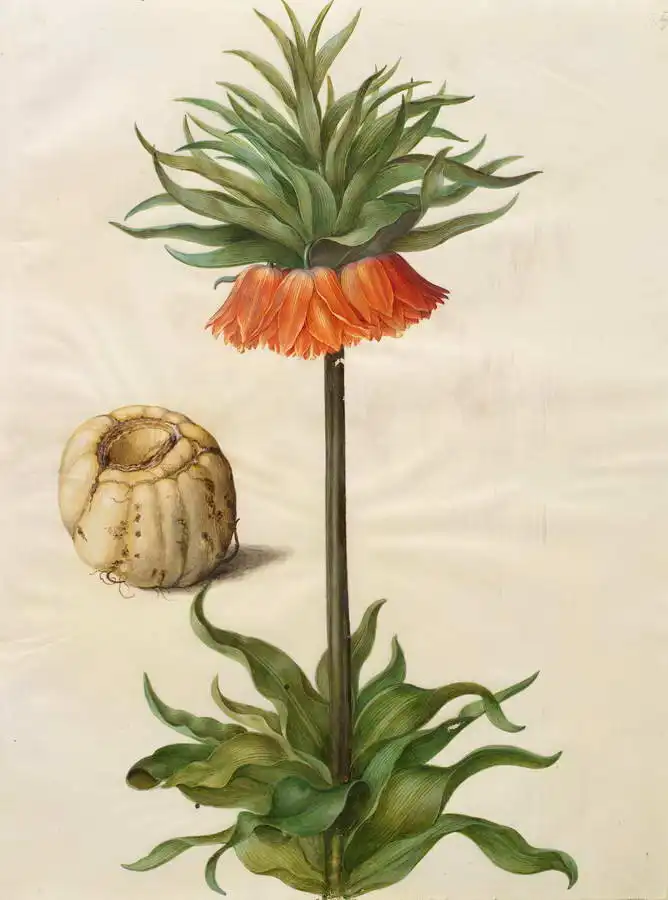 Holtzbecher, Johannes: Fritillaria imperialis