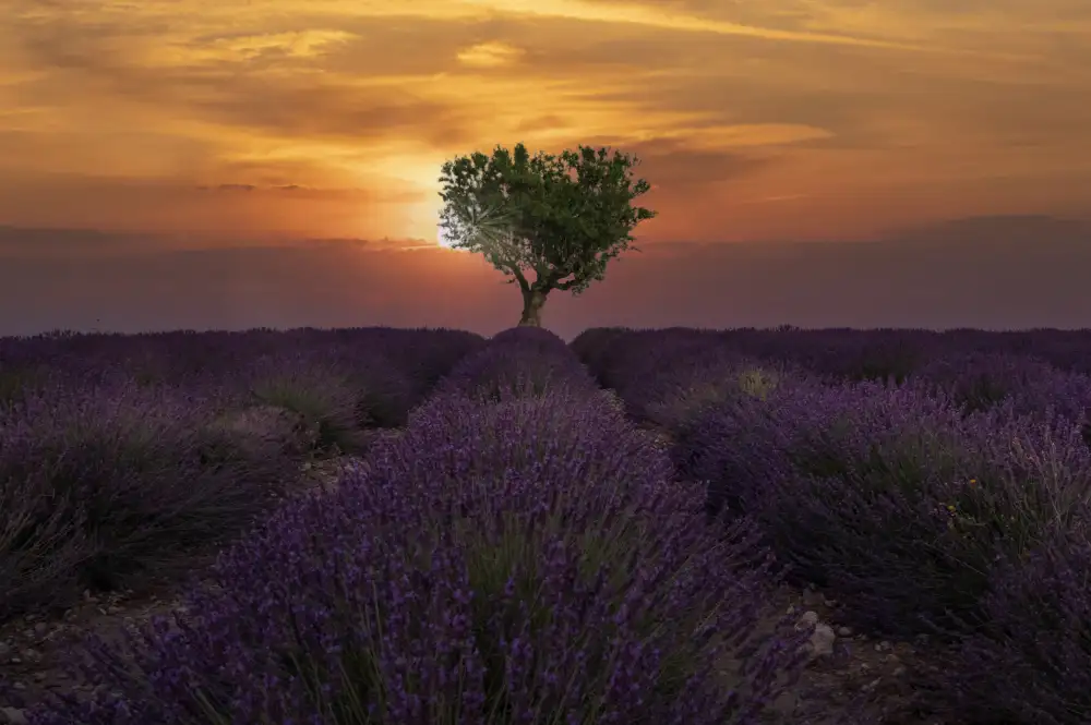 Zvelebil, Marketa: Lever de soleil à Valensole