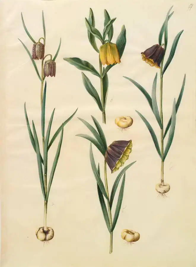 Holtzbecher, Johannes: Fritillaria meleagris