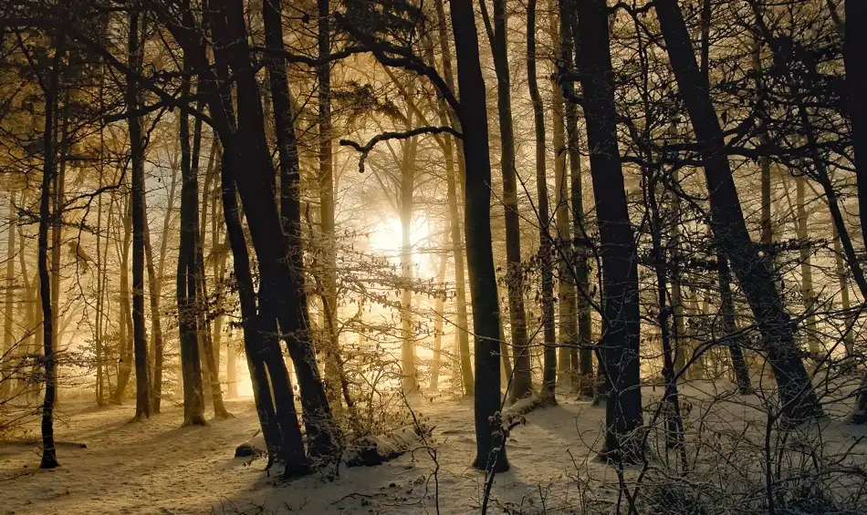 Maier, Norbert: matin d'hiver