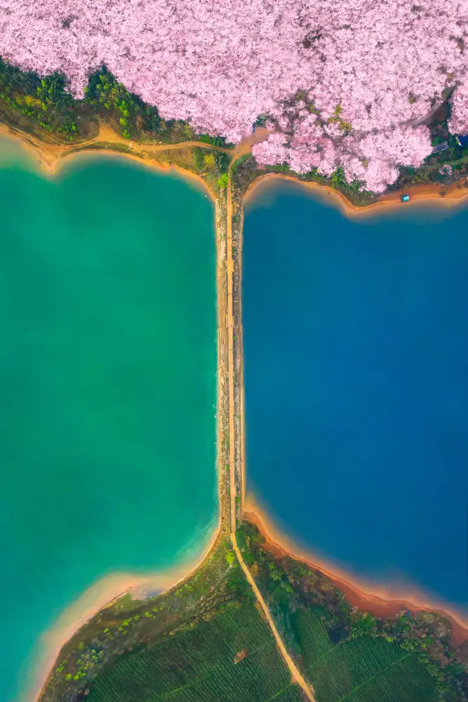 Tianqi: Giardino dei ciliegi,provincia di Guizhou