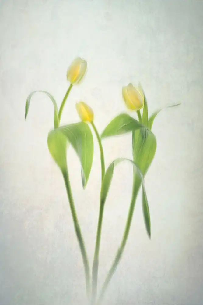 Jacobs, Lydia: Tulipani gialli