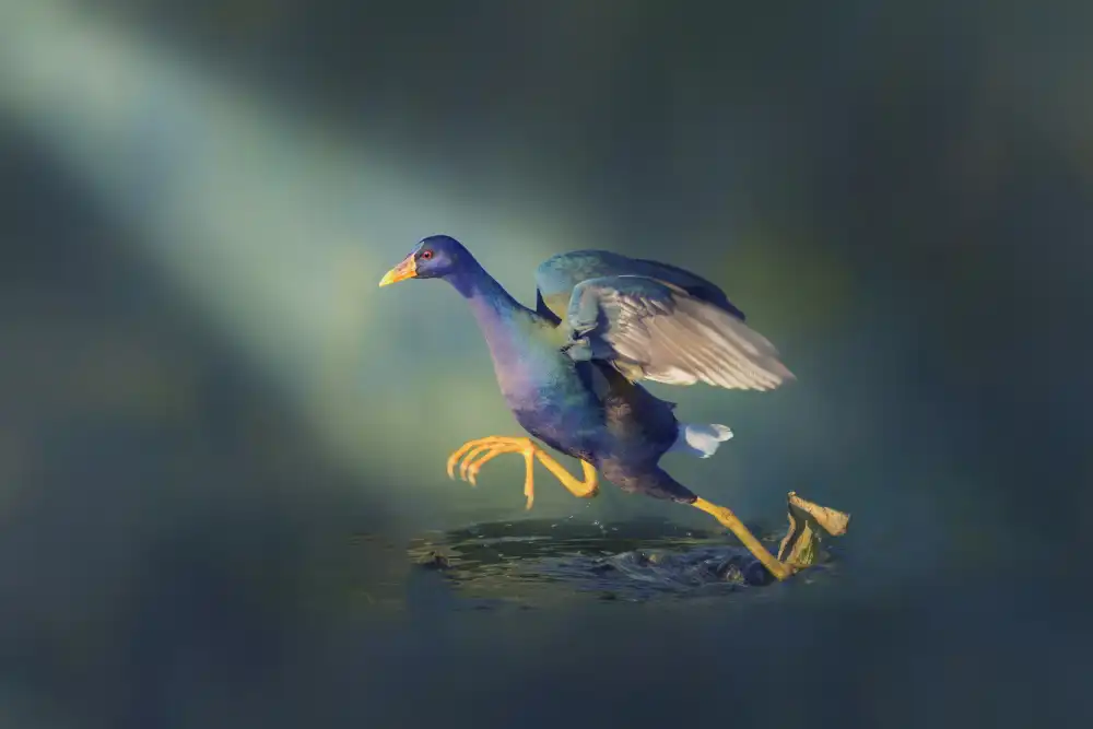 Zhao, Qing: Juvenile Purpurgallinule