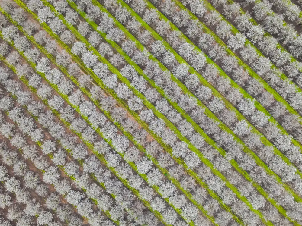 Telhami, Isam: lignes vertes du temps de la floraison