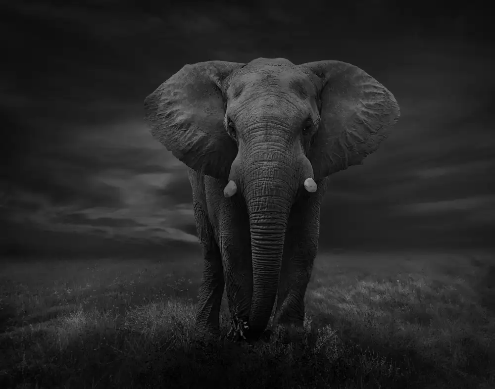Wisniowska, Krystina: L'elefante solitario