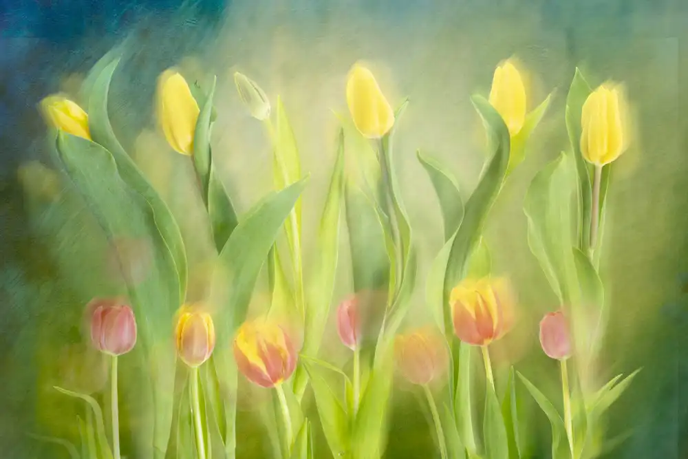 Son, van Greetje: Tulipani danzanti