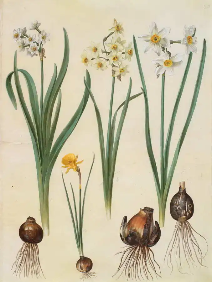 Holtzbecher, Johannes: Narcissus tazetta