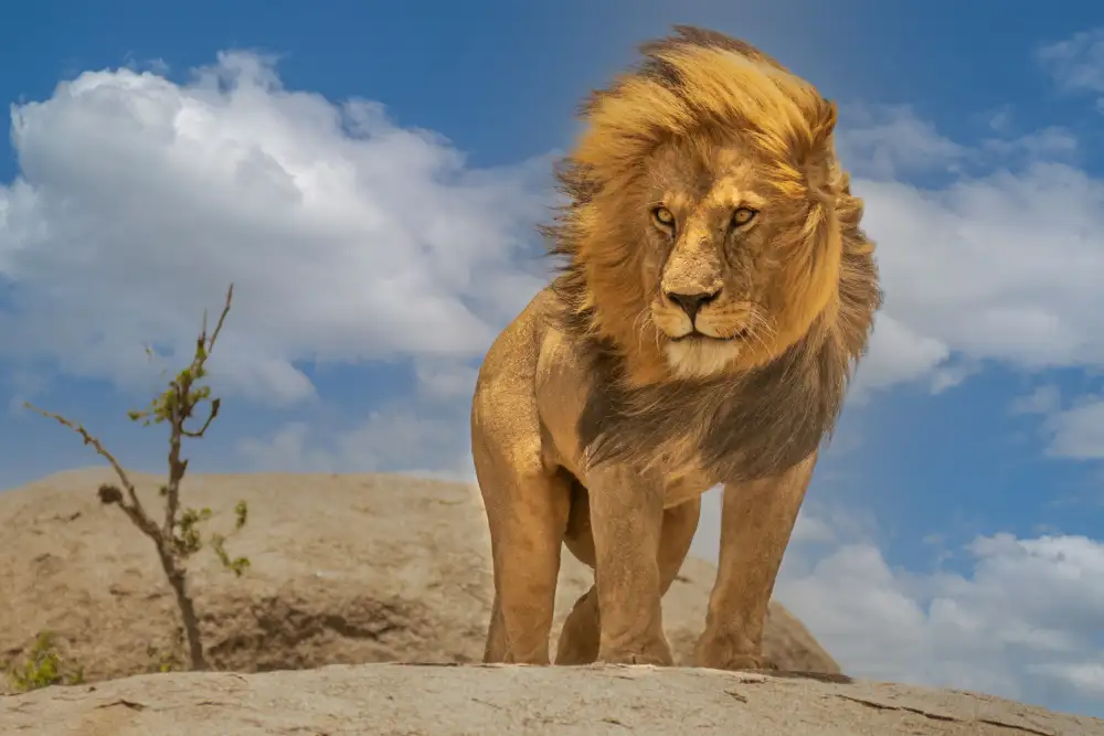 Bhatia, Yogesh: Il Re Leone