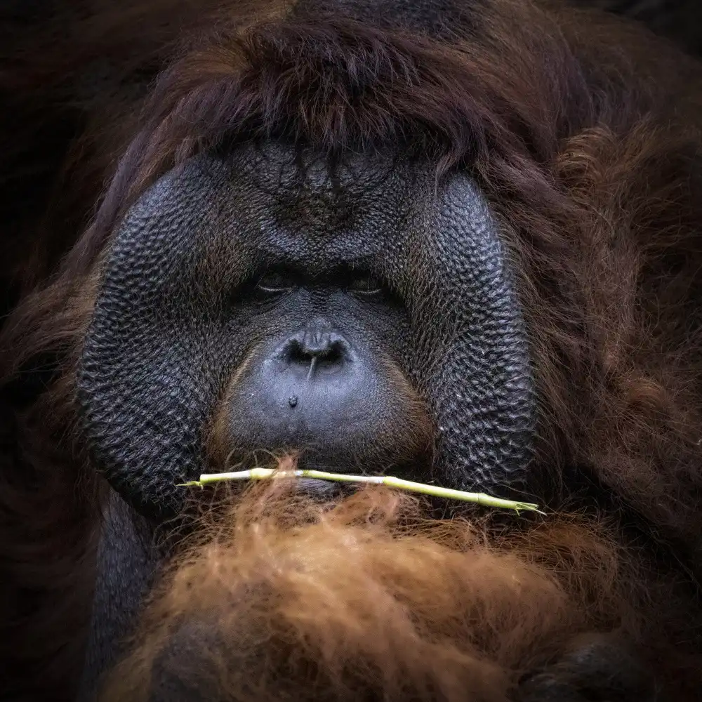 Widjaja, Sally: Orang Utan